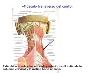 •Músculo transverso del cuello.
Está ubicado sobre las músculos anteriores, él extiende la
columna cervical y la inclina hacia un lado.
 