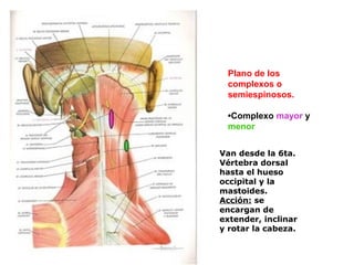 Plano de los
complexos o
semiespinosos.
•Complexo mayor y
menor
Van desde la 6ta.
Vértebra dorsal
hasta el hueso
occipital y la
mastoides.
Acción: se
encargan de
extender, inclinar
y rotar la cabeza.
 