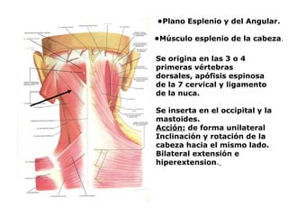 •Plano Esplenio y del Angular.
•Músculo esplenio de la cabeza.
Se origina en las 3 o 4
primeras vértebras
dorsales, apófisis espinosa
de la 7 cervical y ligamento
de la nuca.
Se inserta en el occipital y la
mastoides.
Acción: de forma unilateral
Inclinación y rotación de la
cabeza hacia el mismo lado.
Bilateral extensión e
hiperextension.
 