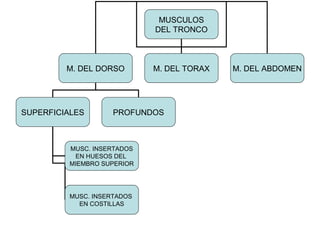 MUSCULOS
DEL TRONCO
M. DEL DORSO M. DEL TORAX M. DEL ABDOMEN
SUPERFICIALES PROFUNDOS
MUSC. INSERTADOS
EN HUESOS DEL
MIEMBRO SUPERIOR
MUSC. INSERTADOS
EN COSTILLAS
 