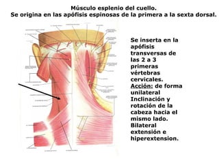 Músculo esplenio del cuello.
Se origina en las apófisis espinosas de la primera a la sexta dorsal.
Se inserta en la
apófisis
transversas de
las 2 a 3
primeras
vértebras
cervicales.
Acción: de forma
unilateral
Inclinación y
rotación de la
cabeza hacia el
mismo lado.
Bilateral
extensión e
hiperextension.
 