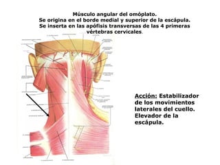 Músculo angular del omóplato.
Se origina en el borde medial y superior de la escápula.
Se inserta en las apófisis transversas de las 4 primeras
vértebras cervicales.
Acción: Estabilizador
de los movimientos
laterales del cuello.
Elevador de la
escápula.
 