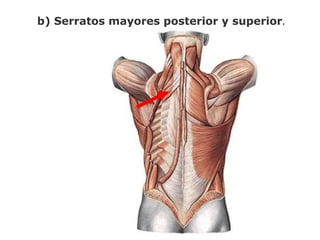 b) Serratos mayores posterior y superior.
 