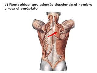 c) Romboides: que además desciende el hombro
y rota el omóplato.
 