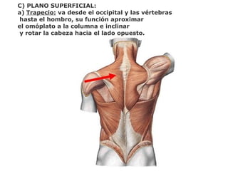 C) PLANO SUPERFICIAL:
a) Trapecio: va desde el occipital y las vértebras
hasta el hombro, su función aproximar
el omóplato a la columna e inclinar
y rotar la cabeza hacia el lado opuesto.
 