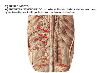 2) GRUPO MEDIO:
A) INTERTRANSVERSARIOS: su ubicación se deduce de su nombre,
y su función es inclinar la columna hacia los lados.
 
