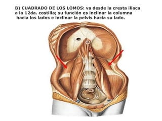B) CUADRADO DE LOS LOMOS: va desde la cresta ilíaca
a la 12da. costilla; su función es inclinar la columna
hacia los lados e inclinar la pelvis hacia su lado.
 