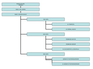 MUSCULOS DEL
TRONCO
MUSC. DEL DORSO
MUSC. SUPERFICIALES
1RA CAPA
2DA CAPA
3RA CAPA
M. TRAPECIO
M. DORSAL ANCHO
ROMBOIDE MAYOR
ROMBOIDE MENOR
M. ELEVADOR DE LA ESCAPULA
SERRATO POSTEROSUPERIOR
M. SERRATO POSTEROINFERIOR
 