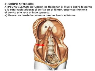 3) GRUPO ANTERIOR:
A) PSOAS-ILIACO: su función es flexionar el muslo sobre la pelvis
y lo rota hacia afuera; si se fija en el fémur, entonces flexiona
el tronco y lo rota al lado opuesto.
a) Psoas: va desde la columna lumbar hasta el fémur.
 