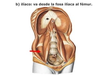 b) ilíaco: va desde la fosa ilíaca al fémur.
 