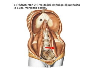B) PSOAS MENOR: va desde el hueso coxal hasta
la 12da. vértebra dorsal.
 