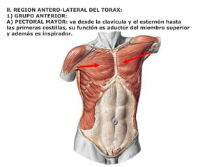 ll. REGION ANTERO-LATERAL DEL TORAX:
1) GRUPO ANTERIOR:
A) PECTORAL MAYOR: va desde la clavícula y el esternón hasta
las primeras costillas, su función es aductor del miembro superior
y además es inspirador.
 