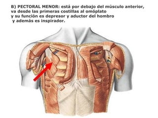 B) PECTORAL MENOR: está por debajo del músculo anterior,
va desde las primeras costillas al omóplato
y su función es depresor y aductor del hombro
y además es inspirador.
 