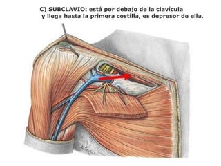 C) SUBCLAVIO: está por debajo de la clavícula
y llega hasta la primera costilla, es depresor de ella.
 