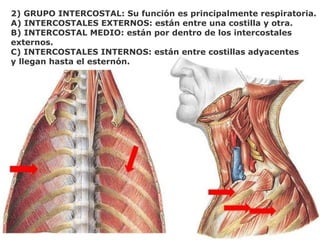 2) GRUPO INTERCOSTAL: Su función es principalmente respiratoria.
A) INTERCOSTALES EXTERNOS: están entre una costilla y otra.
B) INTERCOSTAL MEDIO: están por dentro de los intercostales
externos.
C) INTERCOSTALES INTERNOS: están entre costillas adyacentes
y llegan hasta el esternón.
 