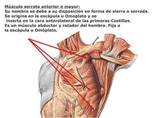 Músculo serrato anterior o mayor:
Su nombre se debe a su disposición en forma de sierra o serrada.
Se origina en la escápula u Omoplato y se
inserta en la cara anterolateral de las primeras Costillas.
Es un músculo abductor y rotador del hombro. Fija a
la escápula u Omóplato.
 