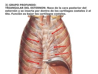 3) GRUPO PROFUNDO:
TRIANGULAR DEL ESTERNON: Nace de la cara posterior del
esternón y se inserta por dentro de los cartílagos costales 2 al
6to. Función es bajar los cartílagos costales.
 