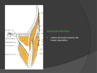 INSERCIÓN INFERIOR.
 Labios del borde superior del
hueso cigomático.
 