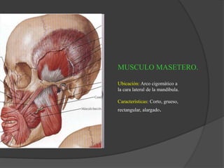 MUSCULO MASETERO.
Ubicación: Arco cigomático a
la cara lateral de la mandíbula.
Características: Corto, grueso,
rectangular, alargado.
 