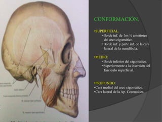 CONFORMACIÓN.
•SUPERFICIAL.
•Borde inf. de los ¾ anteriores
del arco cigomático
•Borde inf. y parte inf. de la cara
lateral de la mandíbula.
•MEDIO:
•Borde inferior del cigomático.
•Superiormente a la inserción del
fasciculo superficial.
•PROFUNDO:
•Cara medial del arco cigomático.
•Cara lateral de la Ap. Coronoides.
 