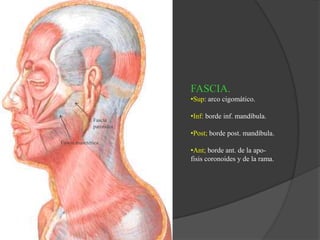 FASCIA.
•Sup: arco cigomático.
•Inf: borde inf. mandíbula.
•Post; borde post. mandíbula.
•Ant; borde ant. de la apo-
fisis coronoides y de la rama.
Fascia masetérica.
Fascia
parotidea
 
