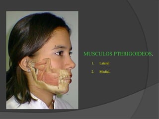 MUSCULOS PTERIGOIDEOS.
1. Lateral
2. Medial.
1
2
 