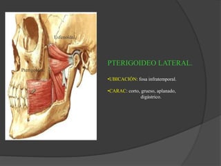PTERIGOIDEO LATERAL.
•UBICACIÓN: fosa infratemporal.
•CARAC: corto, grueso, aplanado,
digástrico.
Esfenoidal.
Pterigoidea.
 