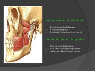 Porción superior o esfenoidal.
1. Parte horizontal del ala mayor.
2. Cresta infratemporal.
3. Lamina lat. Pterigoidea. (cara lateral)
Porción inferior o pterigoidea.
1. Cara lateral de la lámina lat.
2. Cara lateral de la apofisis piramidal
3. Adyacente a la tuberosidad maxilar.
 