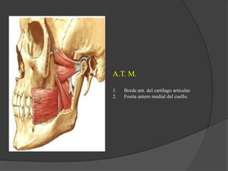 A.T. M.
1. Borde ant. del cartilago articular.
2. Fosita antero medial del cuello.
 