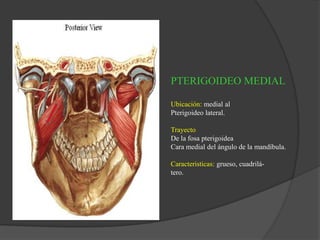 PTERIGOIDEO MEDIAL
Ubicación: medial al
Pterigoideo lateral.
Trayecto
De la fosa pterigoidea
Cara medial del ángulo de la mandíbula.
Caracteristicas: grueso, cuadrilá-
tero.
 