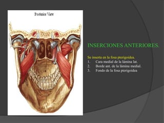INSERCIONES ANTERIORES.
Se inserta en la fosa pterigoidea.
1. Cara medial de la lámina lat.
2. Borde ant. de la lámina medial.
3. Fondo de la fosa pterigoidea
 