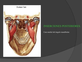 INSERCIONES POSTERIORES.
Cara medial del ángulo mandibular.
 