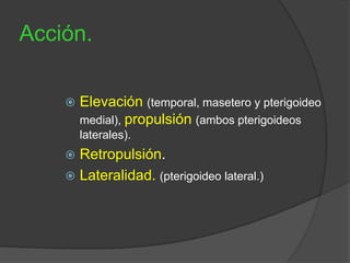 Acción.
 Elevación (temporal, masetero y pterigoideo
medial), propulsión (ambos pterigoideos
laterales).
 Retropulsión.
 Lateralidad. (pterigoideo lateral.)
 