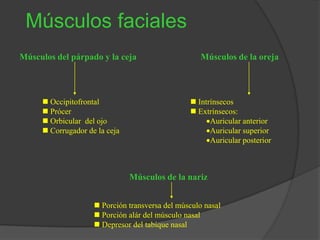 Músculos faciales
Músculos del párpado y la ceja
 Occipitofrontal
 Prócer
 Orbicular del ojo
 Corrugador de la ceja
Músculos de la oreja
 Intrínsecos
 Extrínsecos:
Auricular anterior
Auricular superior
Auricular posterior
Músculos de la nariz
 Porción transversa del músculo nasal
 Porción alár del músculo nasal
 Depresor del tabique nasal
 