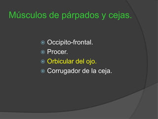 Músculos de párpados y cejas.
 Occipito-frontal.
 Procer.
 Orbicular del ojo.
 Corrugador de la ceja.
 