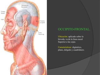 OCCIPITO-FRONTAL.
Ubicación: aplicado sobre la
bóveda, va de la línea nucal
Superior a las cejas.
Caracteristicas: digástrico,
plano, delgado y cuadrilátero.
Linea
Nucal sup
cejas
Vientrre
occipital
Vientre
frontal
Aponeurosis
Epicraneal.
 