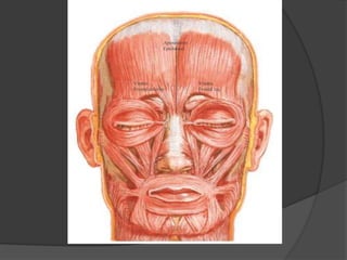 Vientre
Frontal derecho
Vientre
Frontal izq.
Aponeurosis
Epicraneal.
 