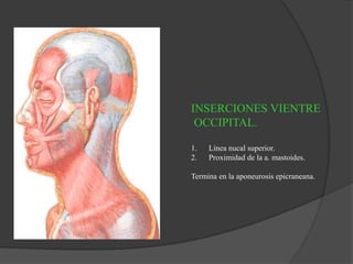 INSERCIONES VIENTRE
OCCIPITAL.
1. Línea nucal superior.
2. Proximidad de la a. mastoides.
Termina en la aponeurosis epicraneana.
 