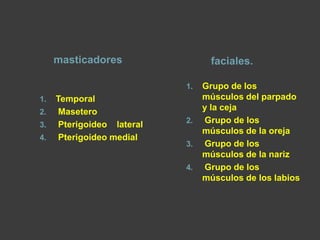 masticadores faciales.
1. Temporal
2. Masetero
3. Pterigoideo lateral
4. Pterigoideo medial
1. Grupo de los
músculos del parpado
y la ceja
2. Grupo de los
músculos de la oreja
3. Grupo de los
músculos de la nariz
4. Grupo de los
músculos de los labios
 