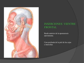 INSERCIONES VIENTRE
FRONTAL
Borde anterior de la aponeurosis
epicraneana.
Cara profunda de la piel de las cejas
e interciliar.
 