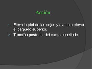 1. Eleva la piel de las cejas y ayuda a elevar
el parpado superior.
2. Tracción posterior del cuero cabelludo.
Acción.
 