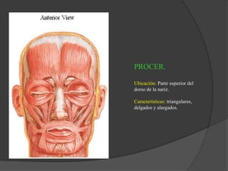 PROCER.
Ubicación: Parte superior del
dorso de la nariz.
Características: triangulares,
delgados y alargados.
 