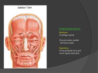 INSERSIONES:
Inferiores
•Cartilago lateral.
•Porción infero medial
del hueso nasal.
Superiores.
•Cara profunda de la piel
•en la región interciliar.
 