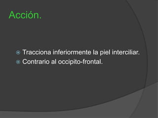 Acción.
 Tracciona inferiormente la piel interciliar.
 Contrario al occipito-frontal.
 