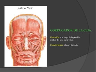 CORRUGADOR DE LA CEJA.
Ubicación: a lo largo de la porción
medial del arco superciliar.
Características: plano y delgado.
 