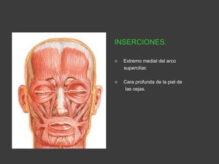 INSERCIONES.
 Extremo medial del arco
superciliar.
 Cara profunda de la piel de
las cejas.
 