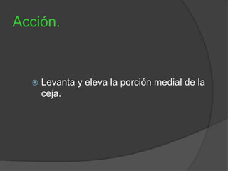 Acción.
 Levanta y eleva la porción medial de la
ceja.
 