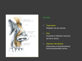 ACCIÓN.
 Transversa:
Dilatador de las narinas.
 Alar:
Aumenta el diámetro transver-
sal de la narina.
 Depresor del tabique:
Desciende el ala,estrechando
transversalmentela narina.
 