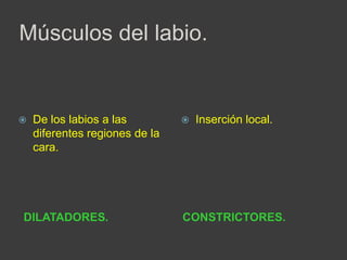 Músculos del labio.
DILATADORES. CONSTRICTORES.
 De los labios a las
diferentes regiones de la
cara.
 Inserción local.
 