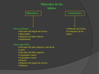 Músculos de los
labios
Dilatadores Constrictores
Plano profundo
Elevador del ángulo de la boca
Buccinador
Depresor del labio inferior
Mentoniano
Plano superficial
Elevador del labio superior y del ala de
la nariz
Elevador del labio superior
Cigomático menor
Cigomático mayor
Risorio
Depresor del ángulo de la boca
Platísma
Orbicular de la boca
Compresor de los
labios
 